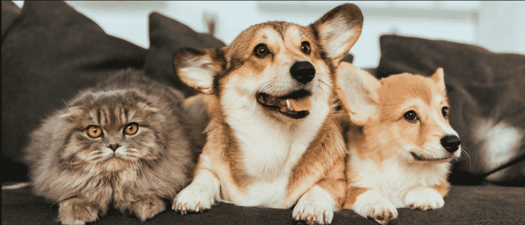 seguridad de las mascotas en tu hogar cerrajeros zaragoza